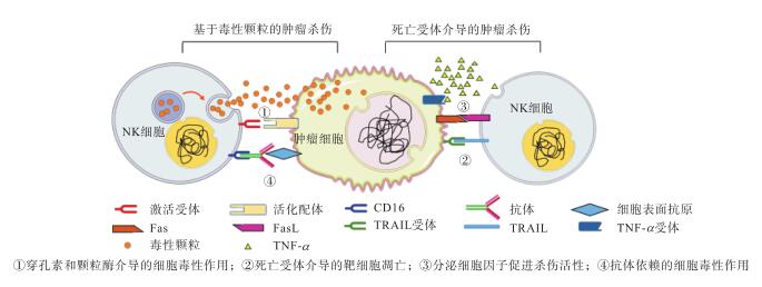 nk細胞免疫療法治療惡性腫瘤最新研究