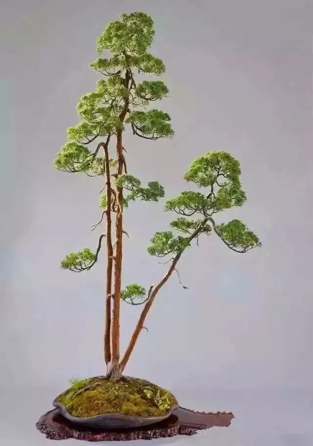文人树盆景,主要看气质!_真柏