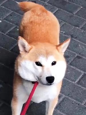 不肯走路表情包还会微笑柴犬萌宠萌宠萌宠
