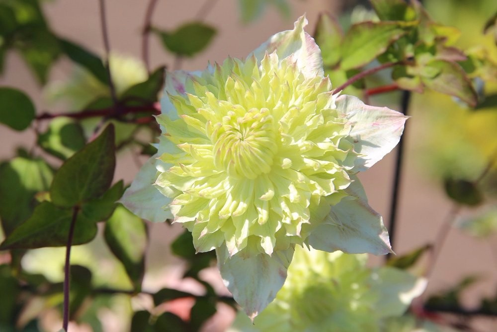铁线莲在夏天容易叶黄枯萎,到了秋季又重新恢复生长,不断开花