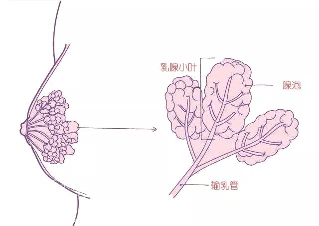 如何分泌更多的奶水?教你3招守住奶水!