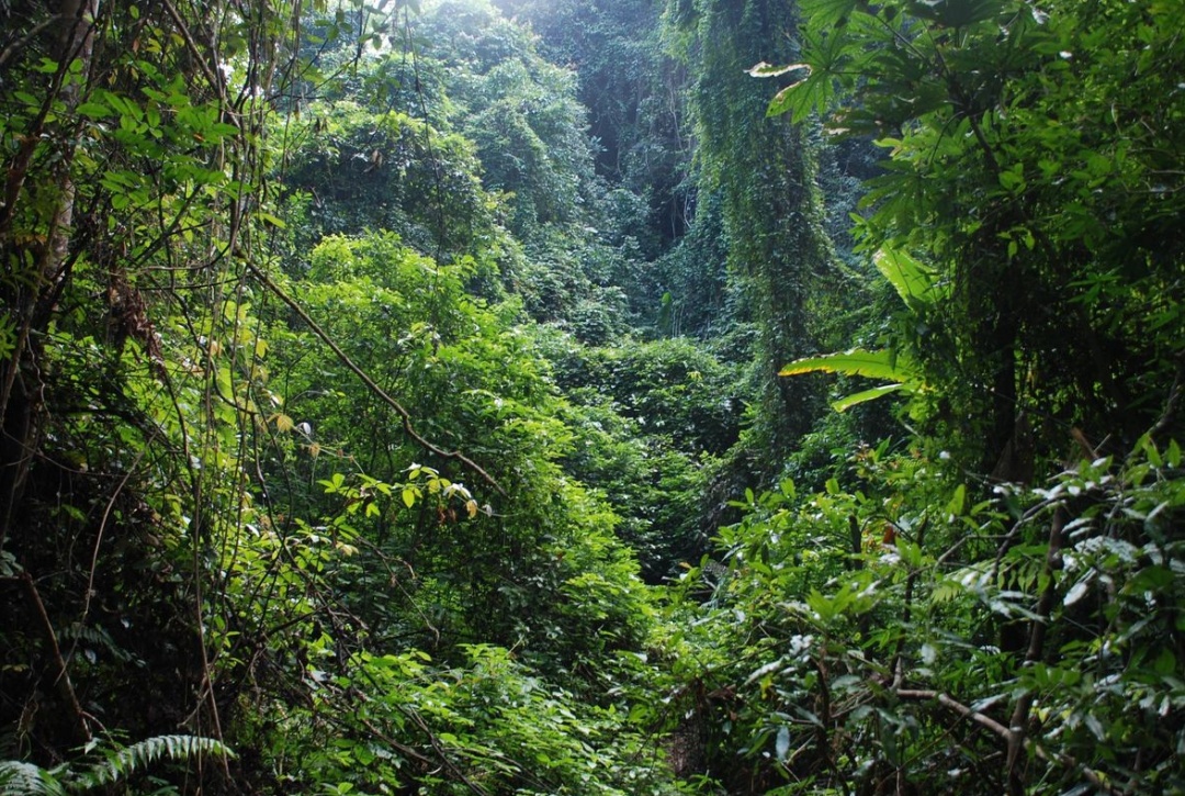 推荐中国最美的十大森林_热带雨林