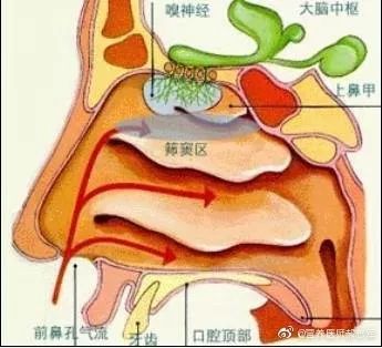 鼻塞的原理图片