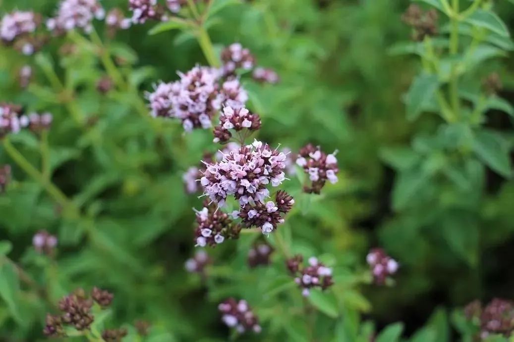 甜马郁兰sweet marjoram 抚慰心灵缓解焦虑,感受她的温暖|瑞息芳疗