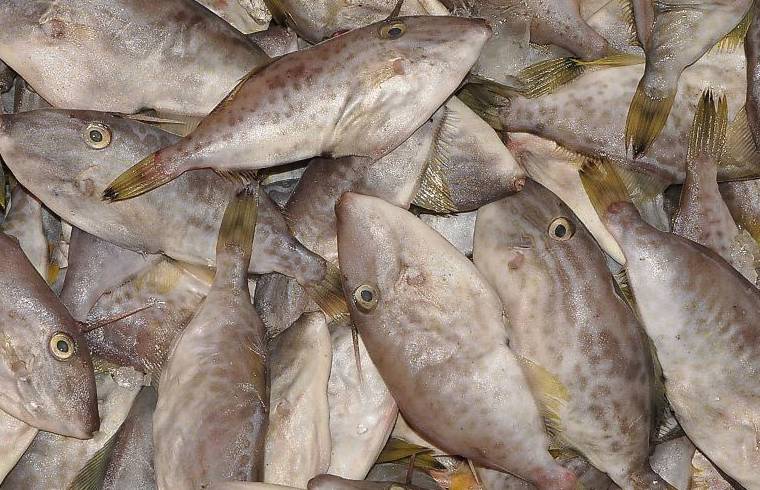 的鱼,广州人称之为剥皮牛;△卤蟟蛁迪仔,巴浪,花仙,三角龙,摊仔,薄壳