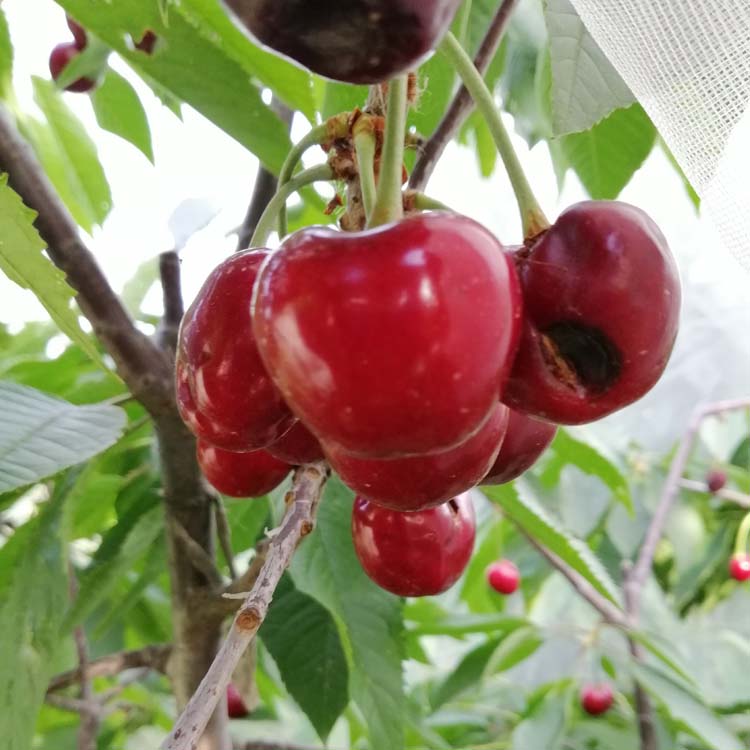 波尔娜樱桃:适合走高端路线的樱桃品种