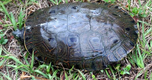 中美彩龟它还有个名字叫国产大河甜甜圈