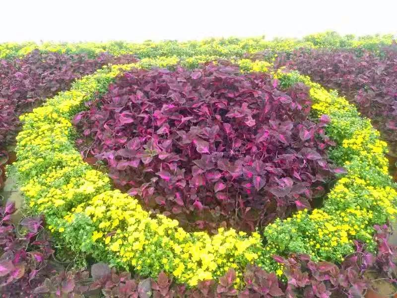 一串紅等各類時令花卉將