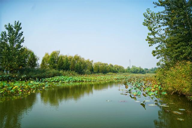 原创国庆赏花目的地推荐中国第一家以运河湿地为主的公园有大片花海