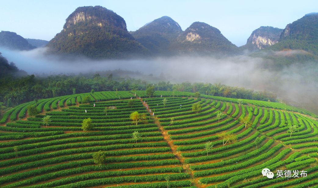美英德最美茶园摄影大赛获奖作品新鲜出炉