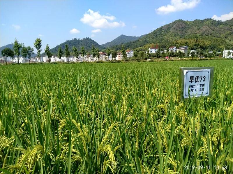 節水抗旱稻旱優73,全國種植面積已超300萬畝,荒山旱地都能種_水稻