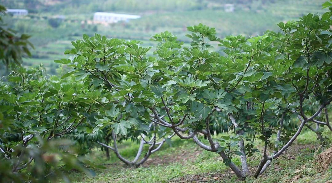 共享丰收崮山种植逾百年5千亩威海无花果任你品尝