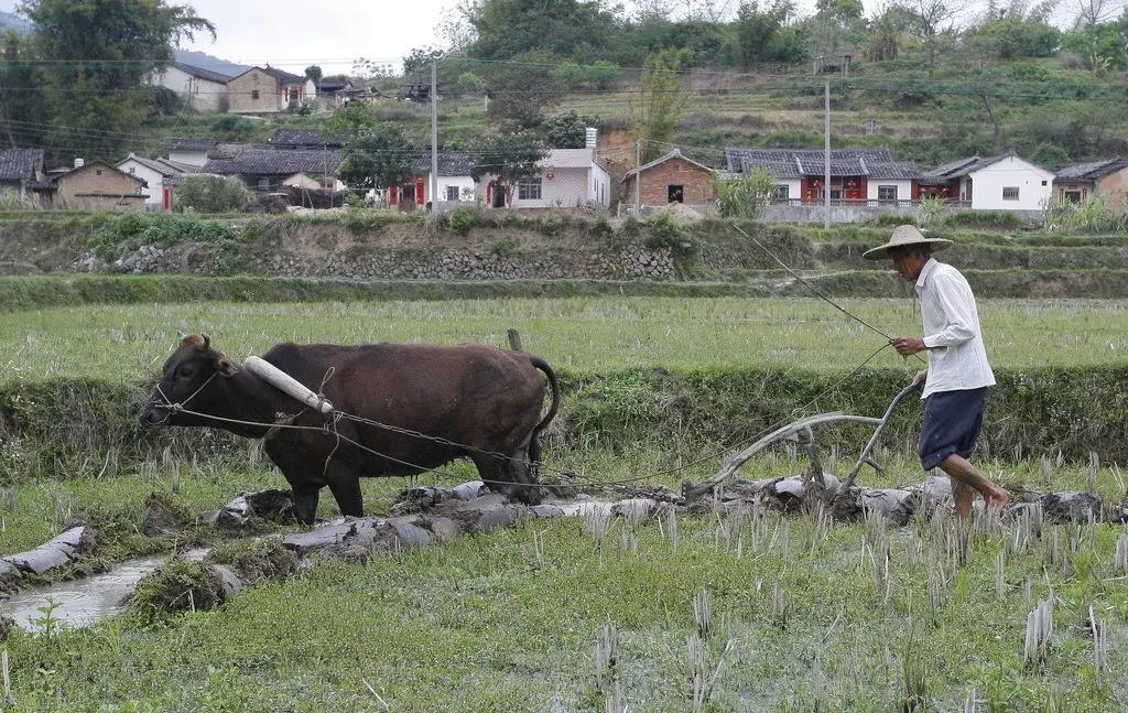 湖北巴东-乡村犁田的记忆._老黄牛