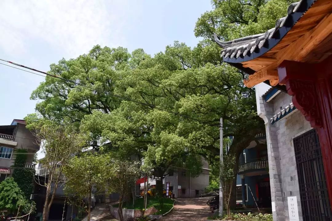 贺村幸福乡村行寺后的旖旎与远方