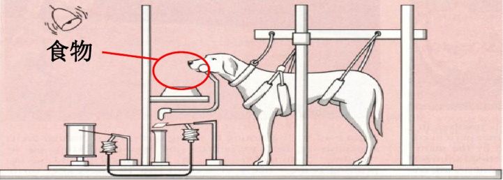 阶段一:巴甫洛夫的条件反射实