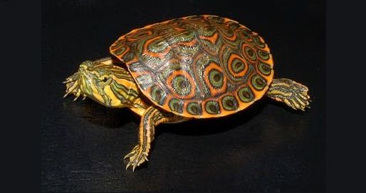 中美彩龟它还有个名字叫国产大河甜甜圈