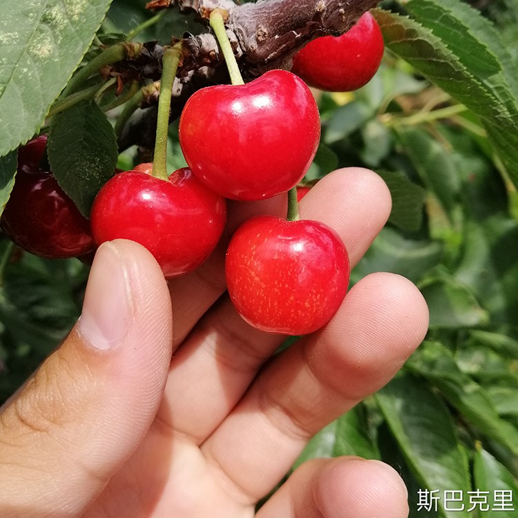 被人们遗忘的倔头强斯巴克里樱桃苗耐贫瘠好管理