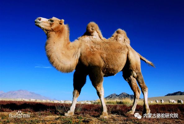 骆驼有两种:具有1个驼峰的,称为单峰驼,具有2个驼峰的,称为双峰驼,其