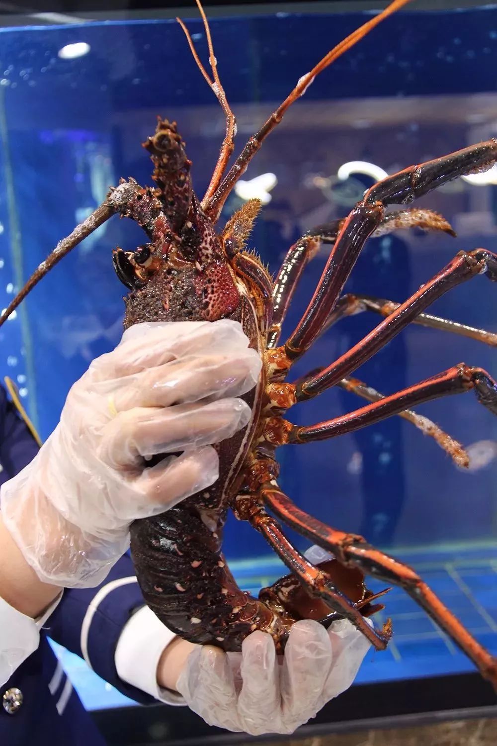 个头跟波士顿龙虾不相上下懂吃的都知道价格肯定不便宜但作为土豪专供