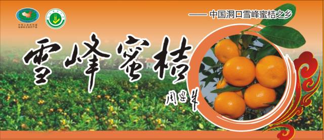 宝庆特产周总理赞过的雪峰蜜桔快要熟了