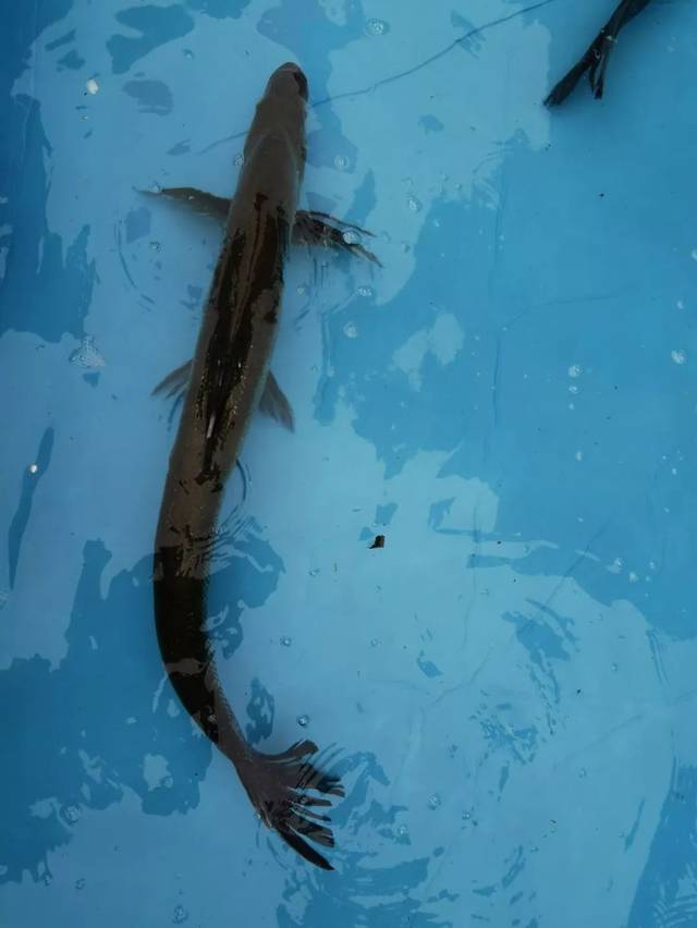 黑龙滩首届捕鱼节太好耍了!