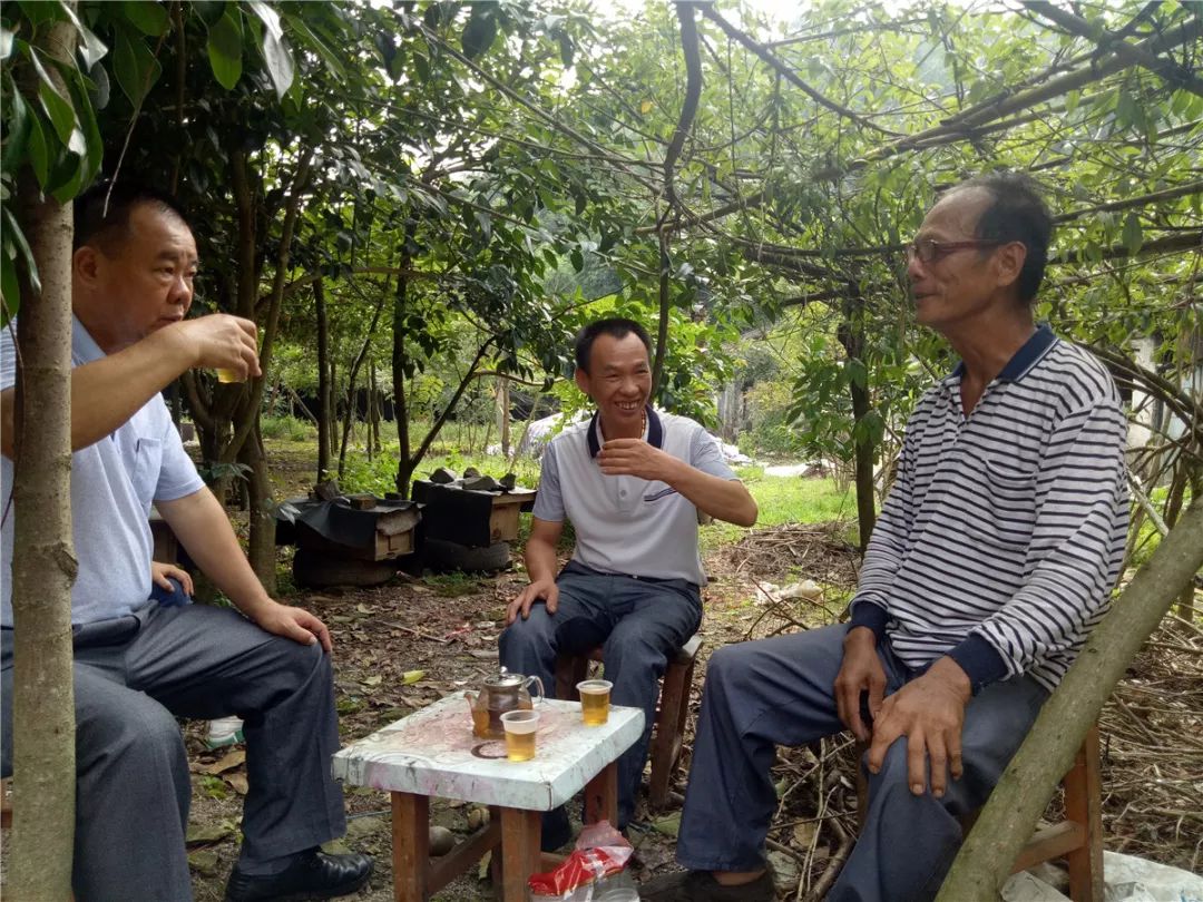 【品茶节】《怀集茗醇》邀你一同聆听怀集云雾茶的点点滴滴