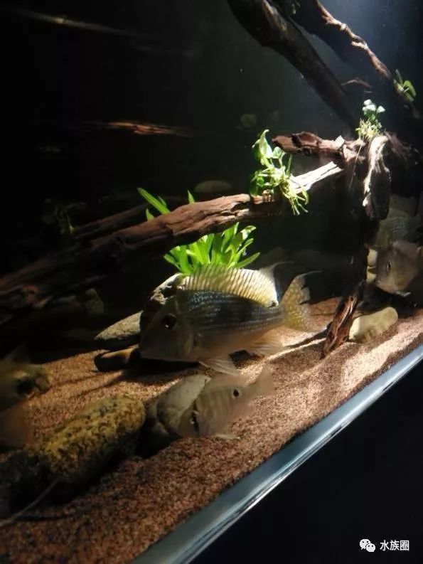 食土鲷美美的来一缸!几个鱼友分享美缸照.