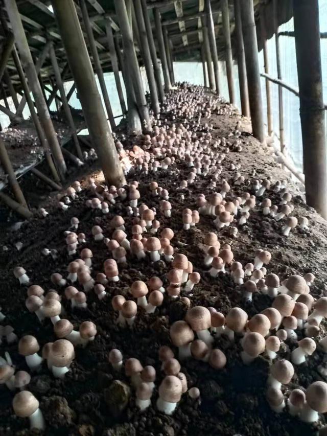 如何使用菌菇生态宝种植姬松茸产量高