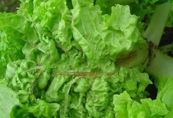 大白菜高清病害图谱都给你找齐了速速收下