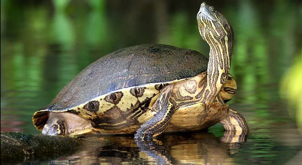 中美彩龟它还有个名字叫国产大河甜甜圈