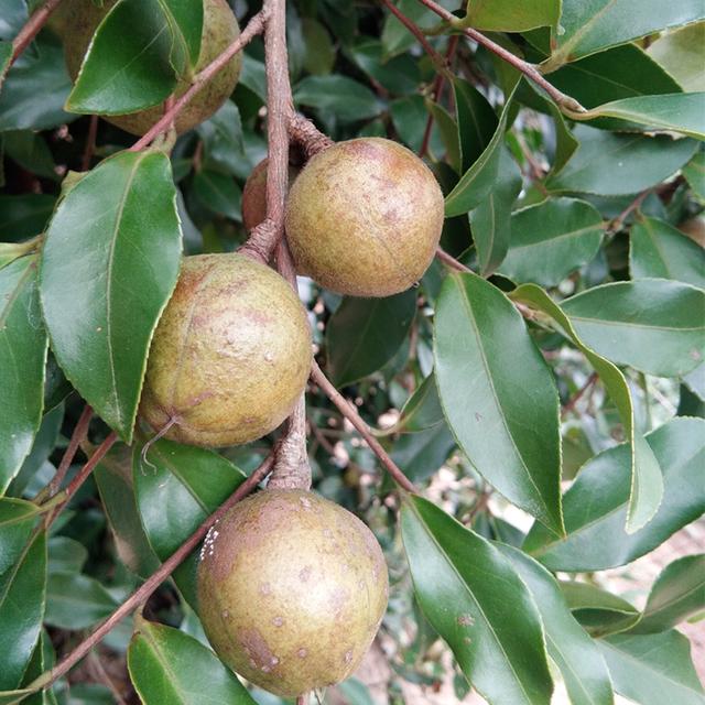 软枝油茶的种植管理技术探讨