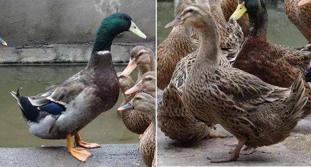 你知道国内优质鸭品种有哪些吗