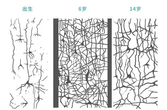 图为:大脑神经元突触发育图同时,大脑神经元突触在3岁时爆发性增加,6