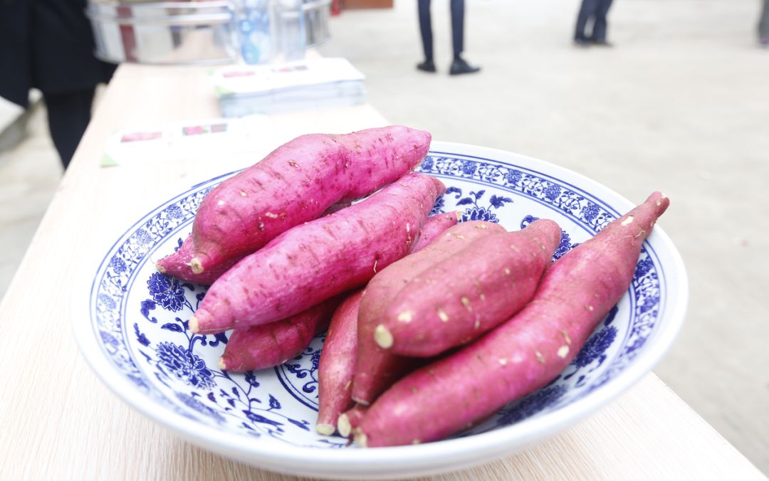 金秋最美薯虢王凤翔县举办首届红薯节