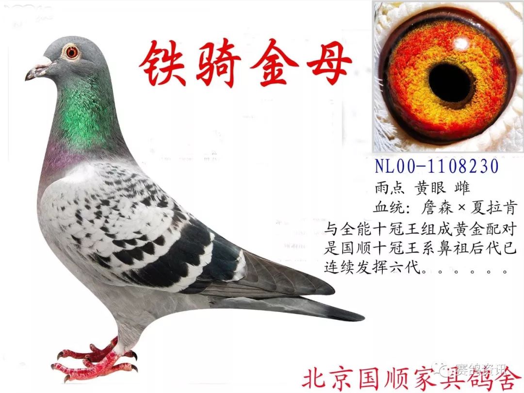 鸽声这样的雌鸽才是顶级金母