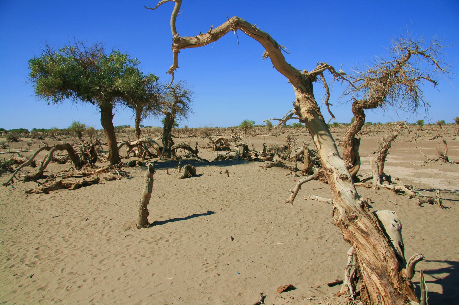 面对着一棵棵外形怪异而色泽蜡黄的枯树,依然坚强伫立的样子,心生伤怀