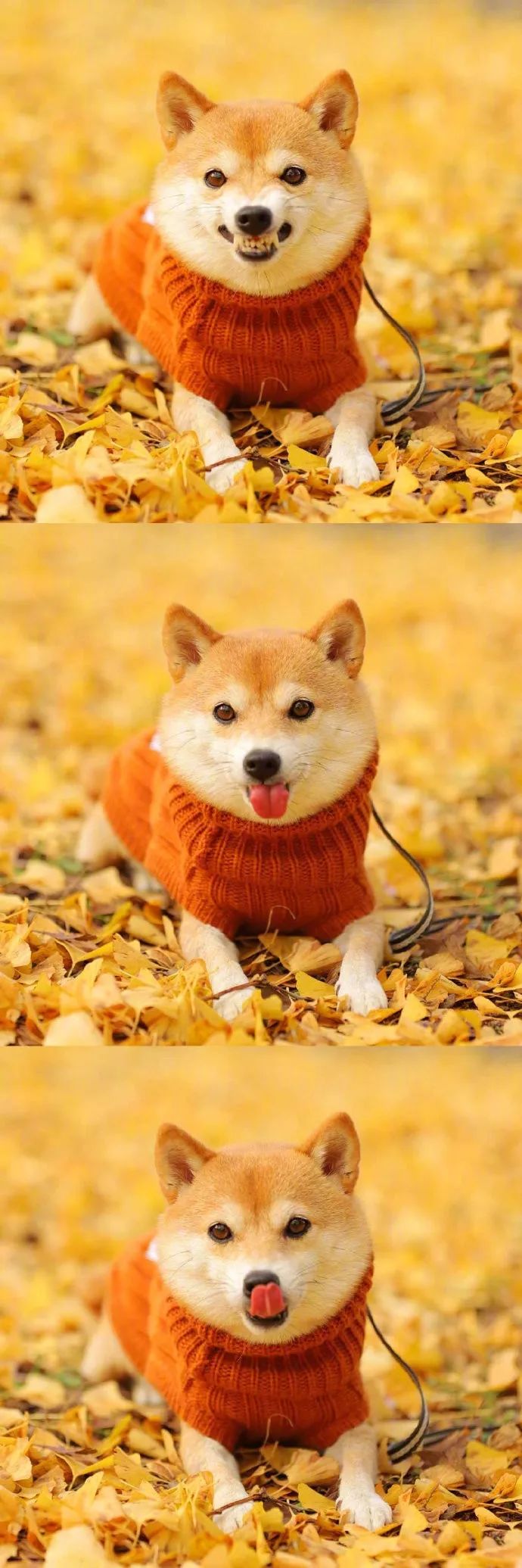 秋天的柴柴可爱极了我心化了好治愈