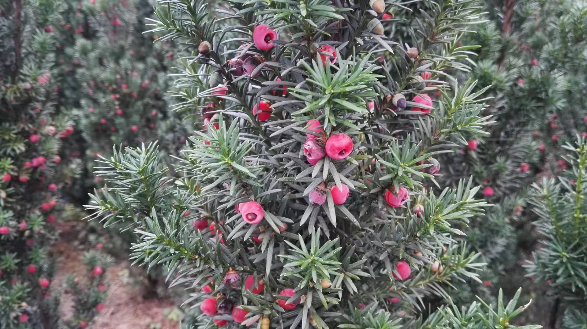 曼地亚红豆杉西峡种植论坛隆重举行