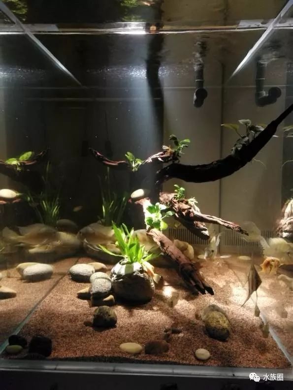 食土鲷美美的来一缸!几个鱼友分享美缸照.