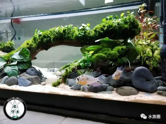 食土鲷美美的来一缸!几个鱼友分享美缸照.