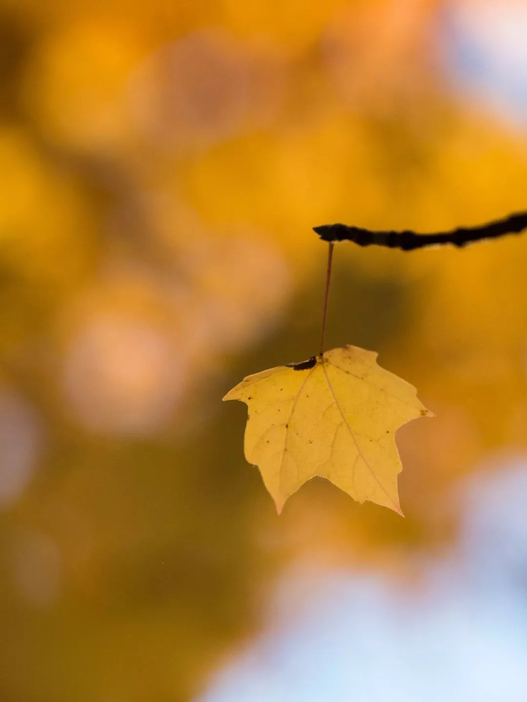 秋天的美好从拍摄一片落叶开始