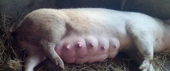 不要钱的母猪催奶验方,白送啦!