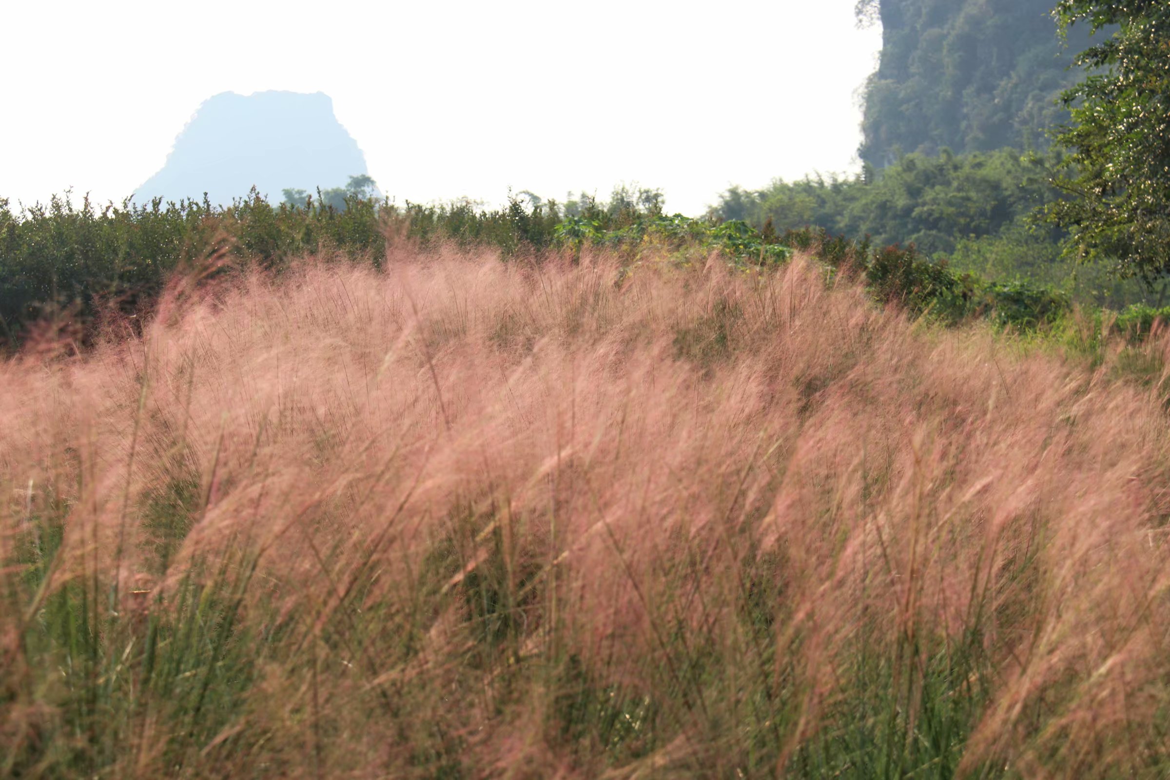 粉黛乱子草,又叫毛芒乱子草,株高可达30-90cm,花期在9月—11月,开花时