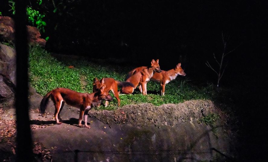新加坡夜间动物园