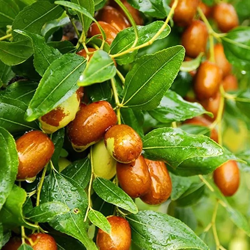 公社秒杀 丨吃枣应在"中秋后" 辽宁朝阳孙家湾大枣是首选