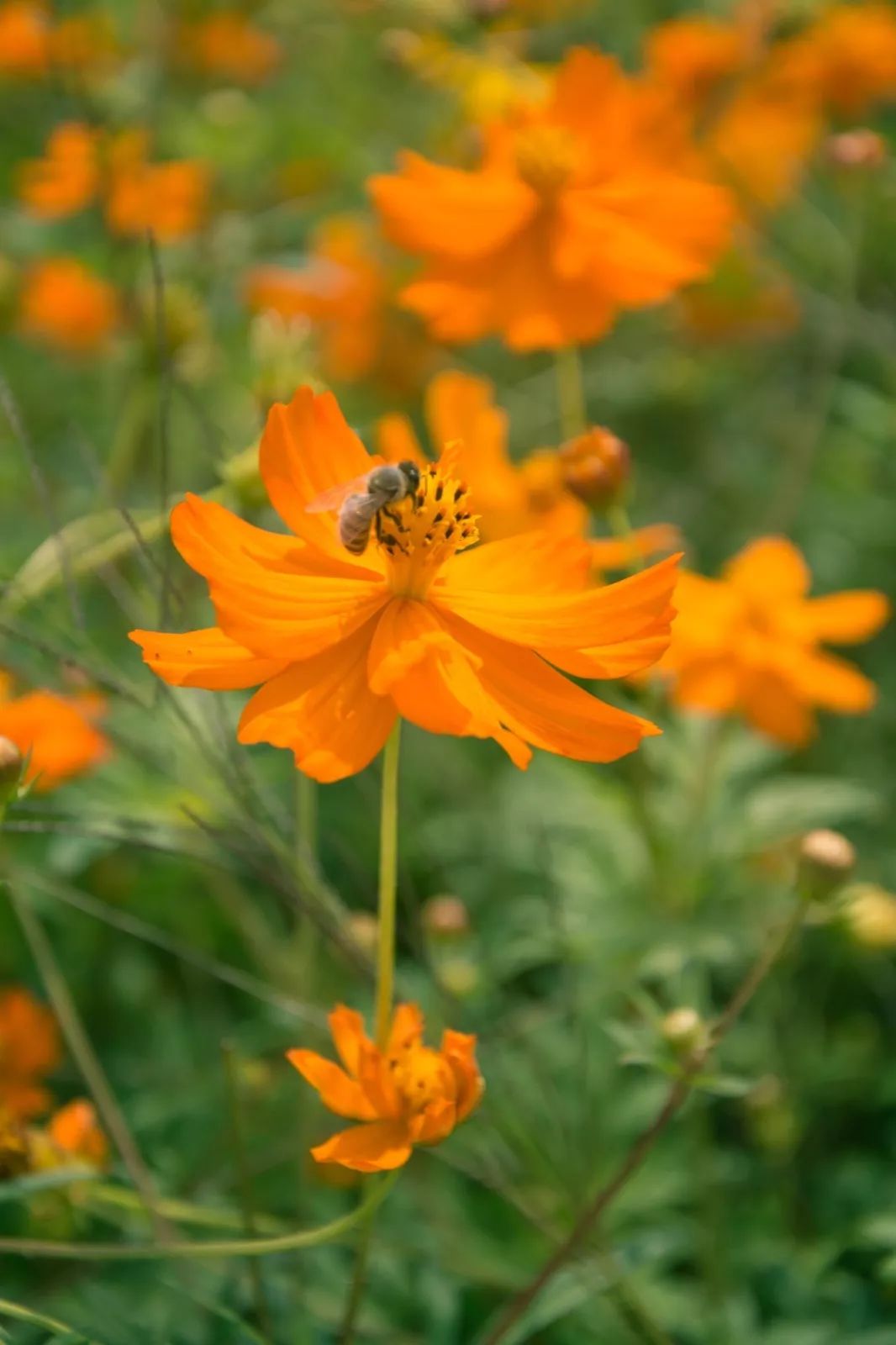 勤劳的小蜜蜂"彩色"的矿大绚丽迷人"黄色"的矿大却有些诗情画意fresha