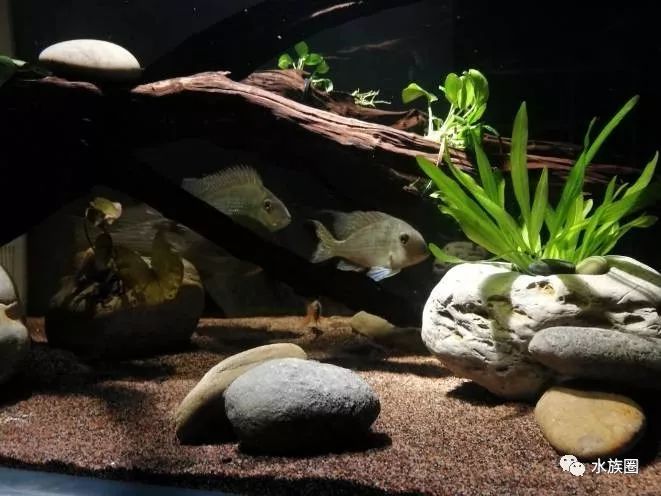 食土鲷美美的来一缸!几个鱼友分享美缸照.