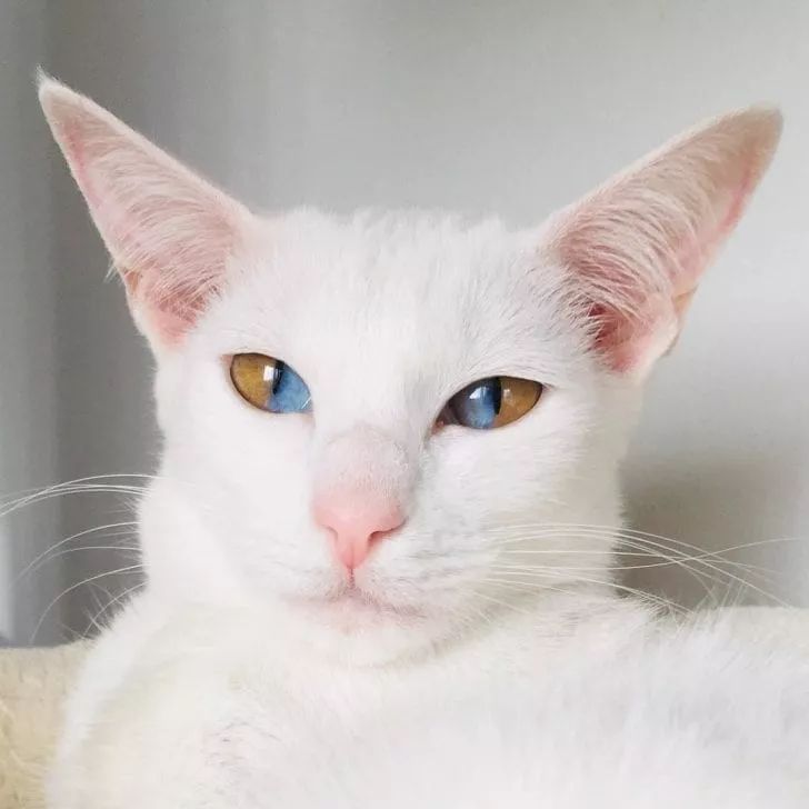 这只同时拥有两种颜色眼睛的猫咪看一眼就心跳加速太美了
