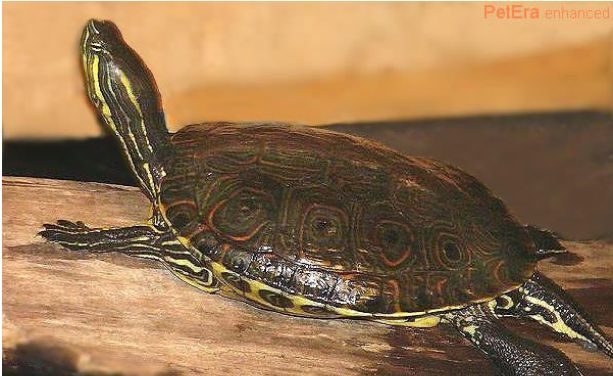 中美彩龟它还有个名字叫国产大河甜甜圈