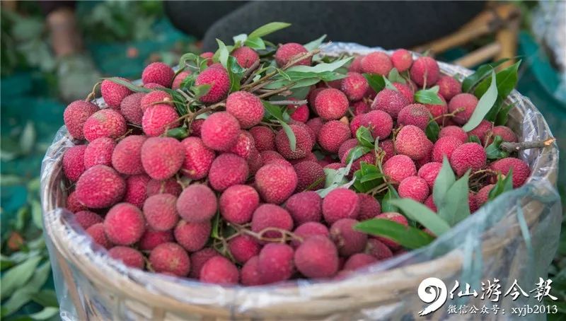 (张力 摄)荔枝龙眼成熟在荔枝之后,古时称"荔奴",也称"圆眼",加工成